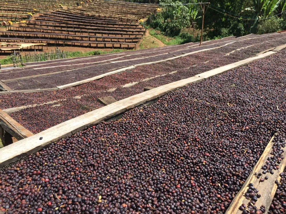 dried Ethiopian Guji Coffee cherries on drying beds